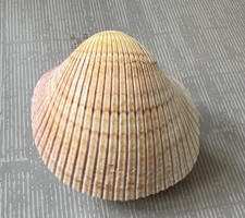 Rare cardium pseudolima - cardium,
