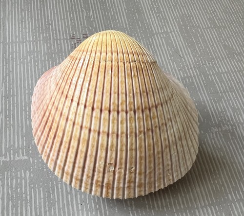 Rare cardium pseudolima - cardium,