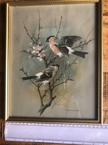 The bullfinches basil - by, ede