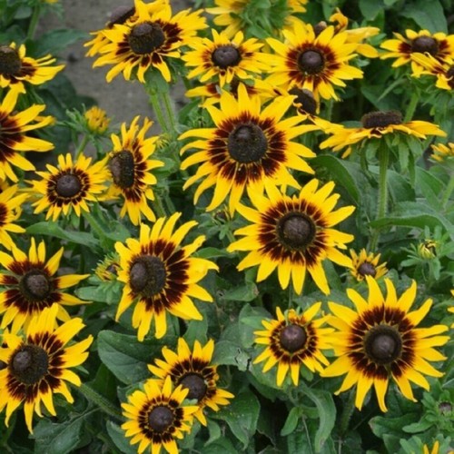 Rudbeckia kelvedon star 1500 - kelvedon,