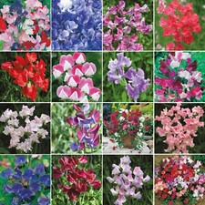 Sweet Pea Seeds Mr Fothergill's Selection Flowers FREE UK DELIVERY