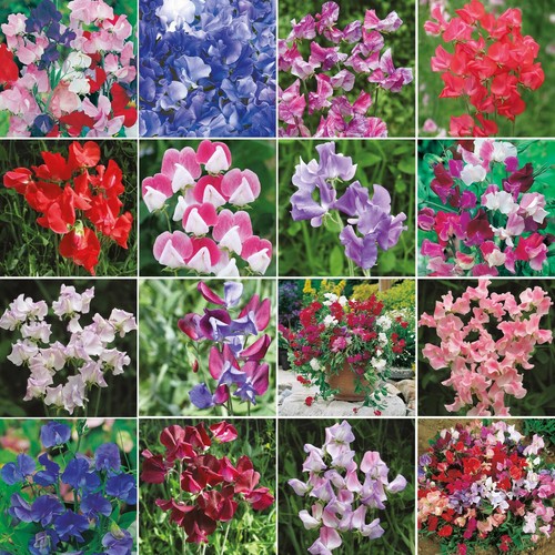 Sweet pea seeds - pea, mr