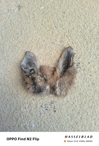 Taxidermy fox cub ears dried - fox,