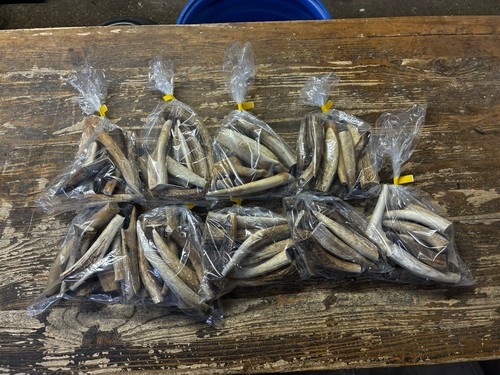 Natural deer antler dog - natural,