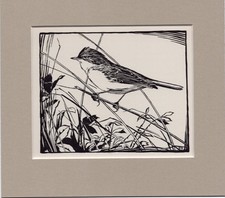 Peter Scott  ~ Whitethroat  ~ Black and White print ~ Original 1936