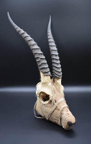 Egyptian style mummified ibex - style,