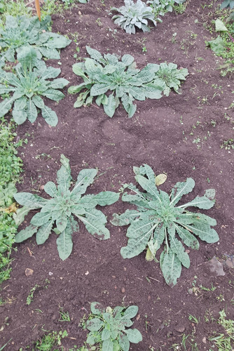 Evening primrose plants - primrose,