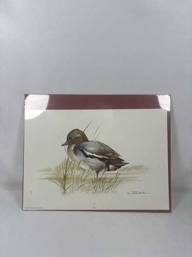 Teal duck joel - by,