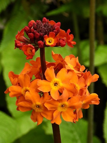 Primula candelabra hybrids - , 9cm