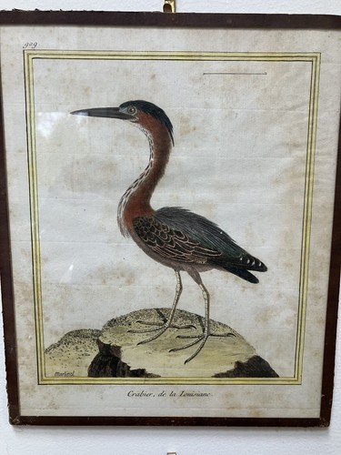 Rare color engraving prints - color,