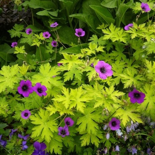 Geranium ann folkard g - geranium, 'ann