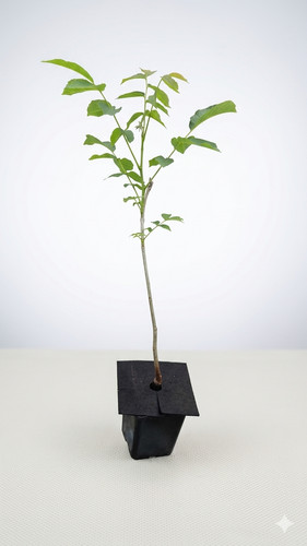 Walnut trees juglans - walnut,