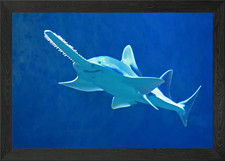 Saw Shark Fish underwater