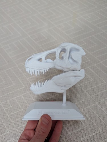 Tyrannosaurus rex skull trex - tyrannosaurus,