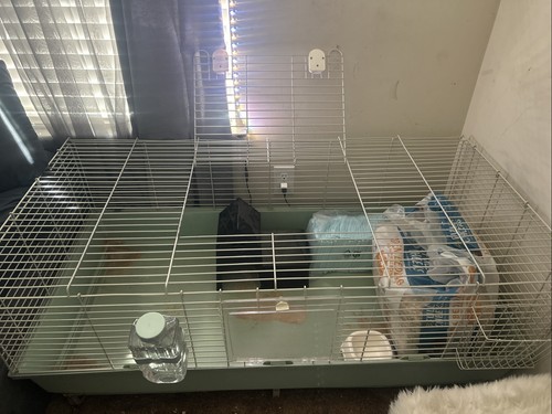Guinea pig cage food - food, /food