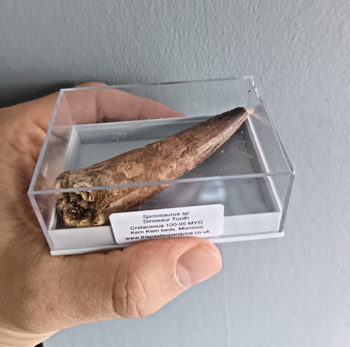 Large spinosaur fossil - large,