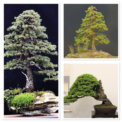 Sitka spruce bonsai starter - spruce,