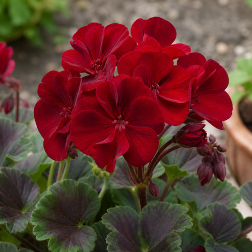 Geranium calliope dark - geranium,