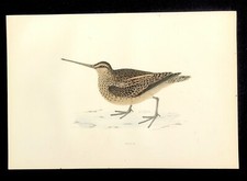 Snipe British Birds Original