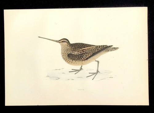 Snipe british birds original - british,