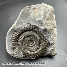 Dactylioceras commune ammonite