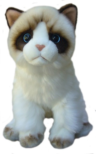 Ragdoll cat teddy - ragdoll, ragdolls
