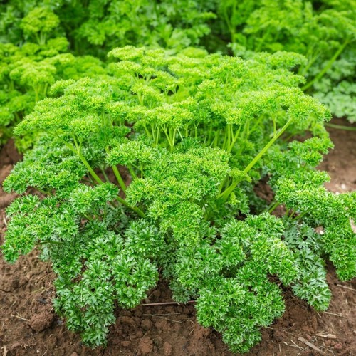 Parsley moss curled herb plant - parsley,