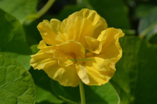 Flower - Nasturtium – tropaeolum – whirlybird cream - 5 Quality Seeds - 1st 