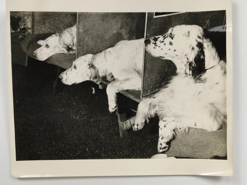 English setter dogs dog show - dogs,