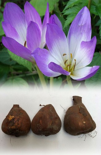 Colchicum bornmuelleri - 3,
