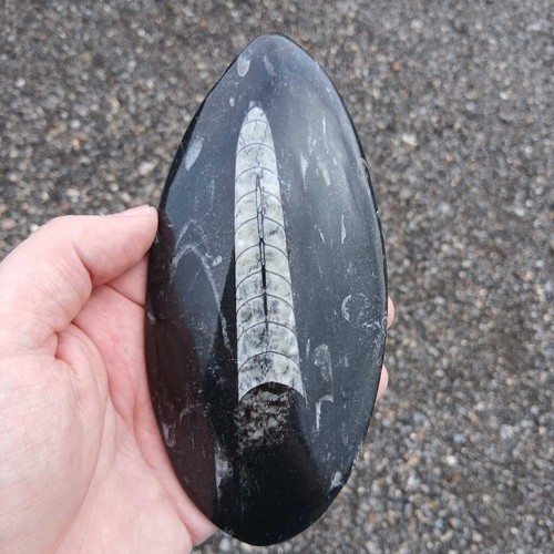 Orthoceras fossil large - orthoceras,
