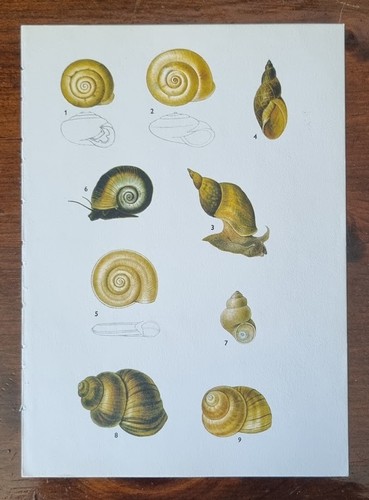 Vintage natural history - natural,