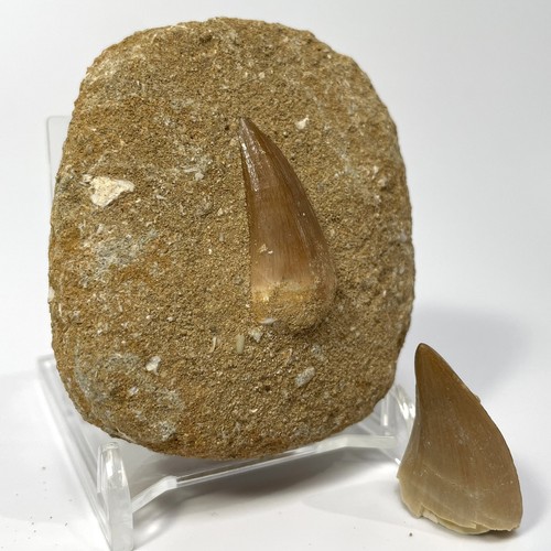 Mosasaur tooth bundle with - mosasaur,