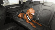 Genuine Audi Dog Harness -