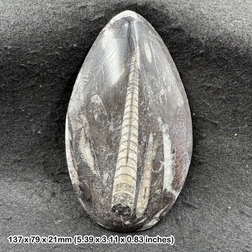 Orthoceras fossil genuine - orthoceras, –