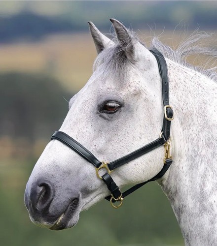 Shires velociti gara small - shires,