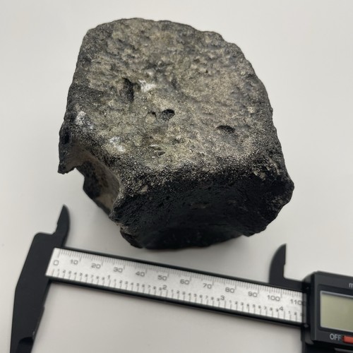 Whale vertebrae fossil real - whale,