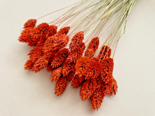 Dried flowers phalaris orange - dried,