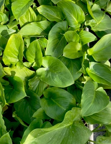 Calla lily - calla,