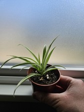 Spider Plant - Chlorophytum