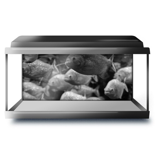 Fish tank background - fish,