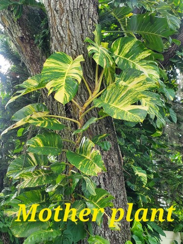 Variegated giant golden - giant,