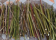 150 Organic Willow Cuttings