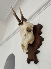 Deer Antlers on top half of
