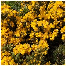 Gorse hedging bush - hedging, bush,prickly