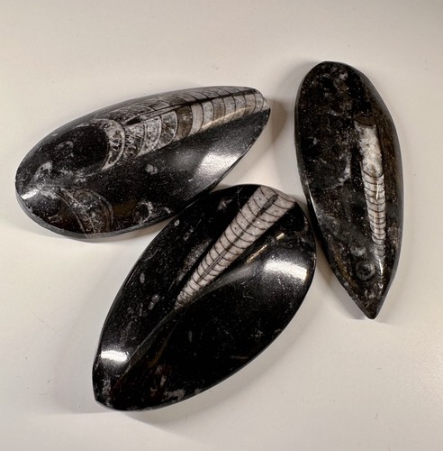 Orthoceras fossil - orthoceras,