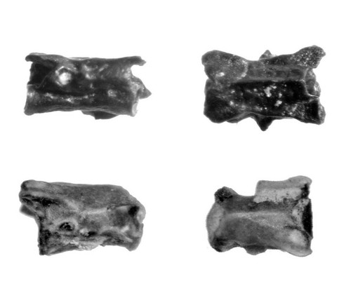 Permian sillerpeton aistopod - permian,