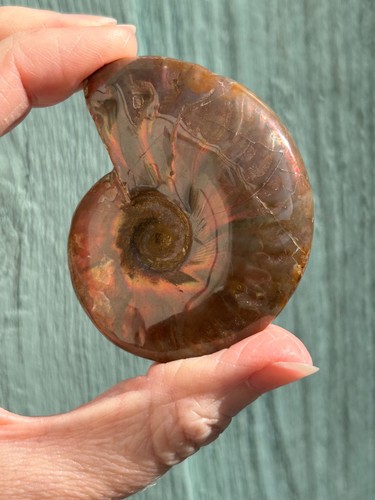 Ammonite fossil - ammonite, (1)