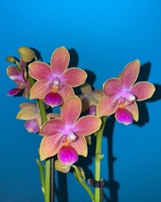 Phalaenopsis ‘Morning