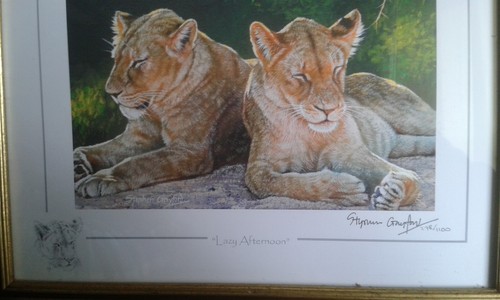 Tigers stephen gayford print - gayford,